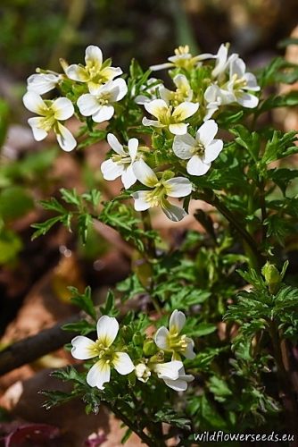 Cardamine graeca