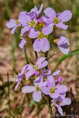 Cardamine pratensis