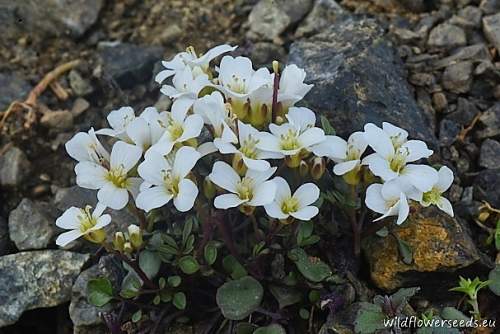 Cardamine resedifolia