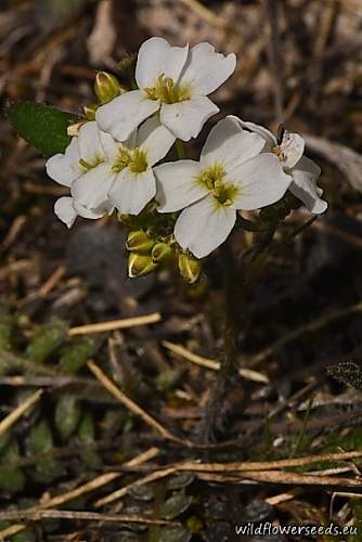 Cardaminopsis borbasii