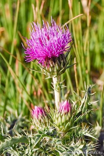 Carduus affinis