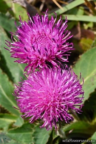 Carduus defloratus subsp. glaucus