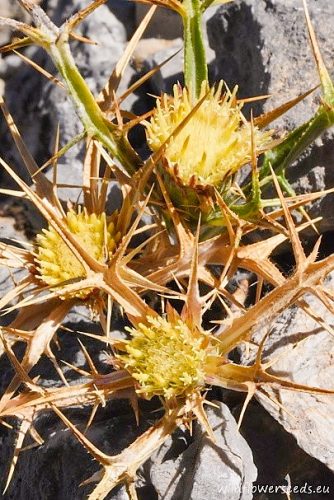 Carlina corymbosa subsp. curetum