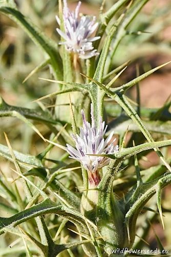Carthamus leucocaulos