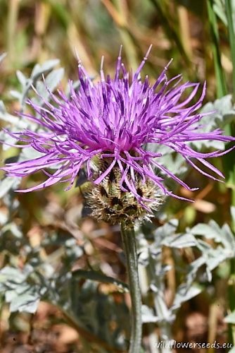 Centaurea affinis subsp. candida