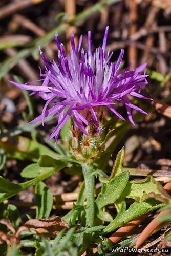 Centaurea grisebachii subsp. occidentalis