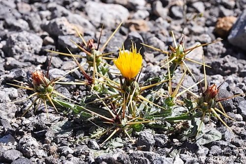 Centaurea idaea