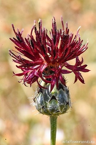 Centaurea immanuelis-loewii