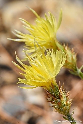 Centaurea pelia