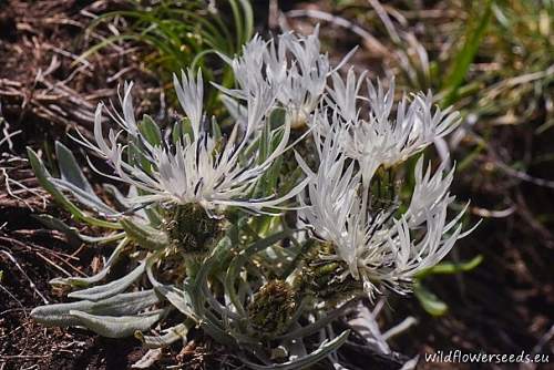 Centaurea pindicola