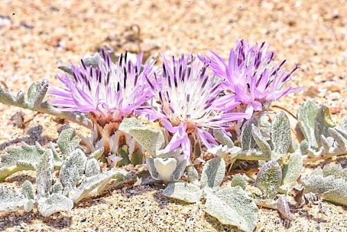 Centaurea pumilio