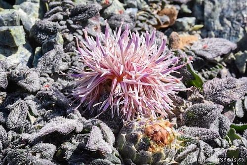 Centaurea raphanina