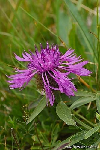 Centaurea rhaetica