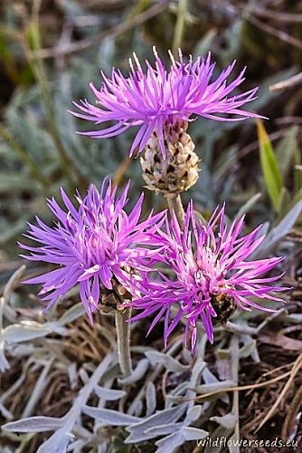 Centaurea tenoreana