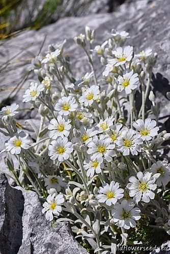 Cerastium candidissimum