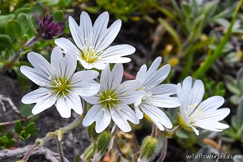 Cerastium decalvans subsp. orbelicum