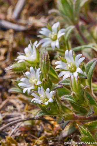 Cerastium glutinosum