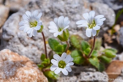 Cerastium scaposum