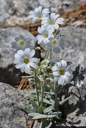 Cerastium tomentosum