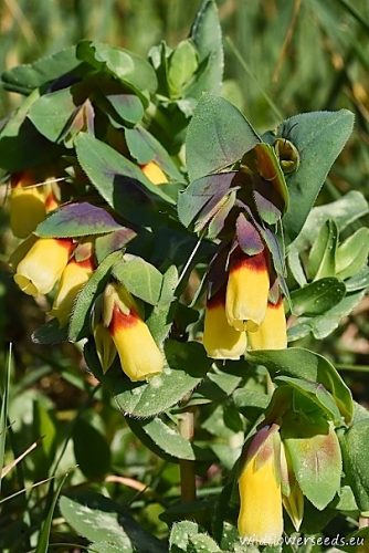 Cerinthe major