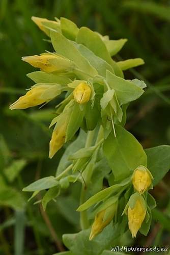 Cerinthe minor