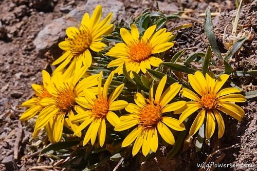 Chaetanthera elegans