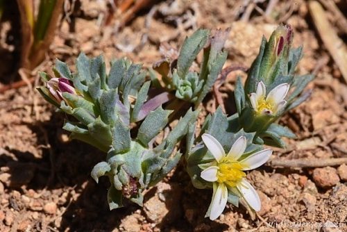 Chaetanthera euphrasioides