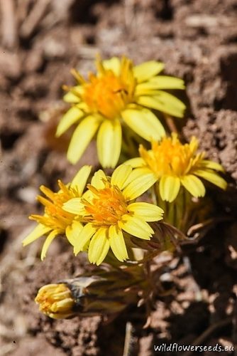 Chaetanthera linearis