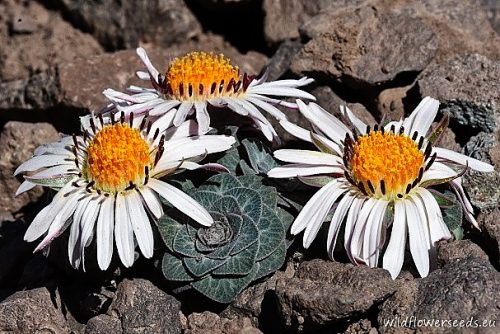 Chaetanthera renifolia