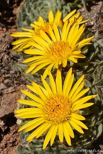 Chaetanthera spathulifolia