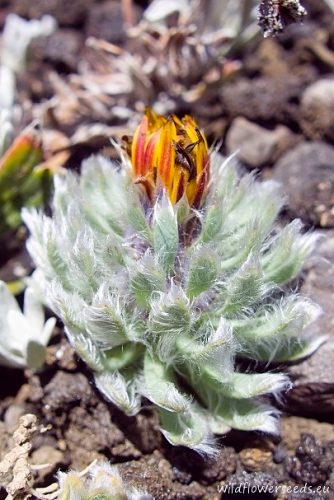 Chaetanthera villosa