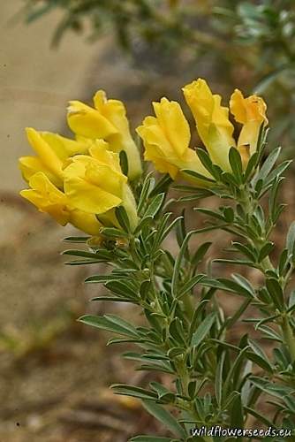 Chamaecytisus austriacus