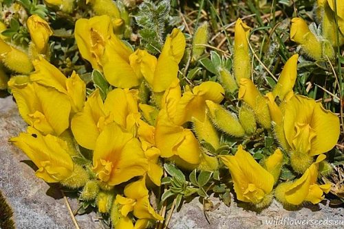 Chamaecytisus hirsutus subsp. polytrichus