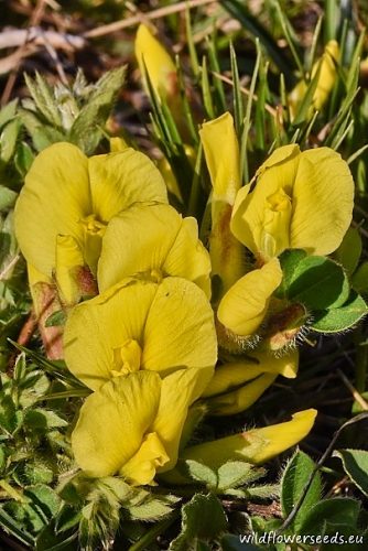 Chamaecytisus hirsutus