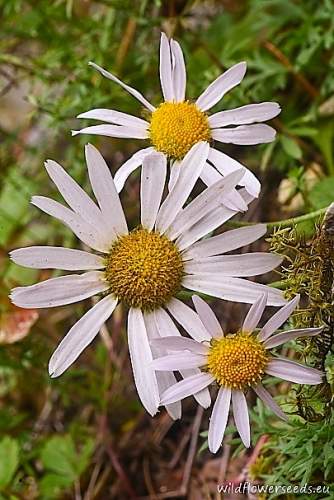 Chrysanthemum zawadskii