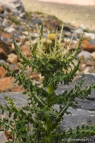 Cirsium spinosissimum