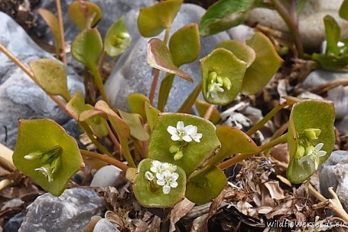 Claytonia perfoliata