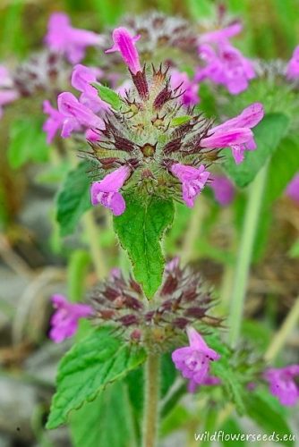 Clinopodium vulgare