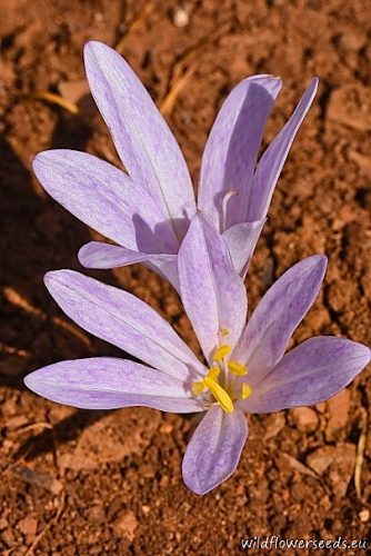 Colchicum chalcedonicum