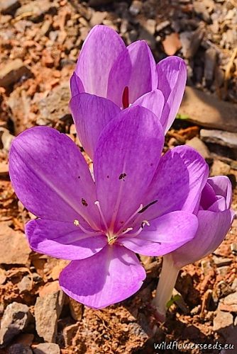 Colchicum cilicicum