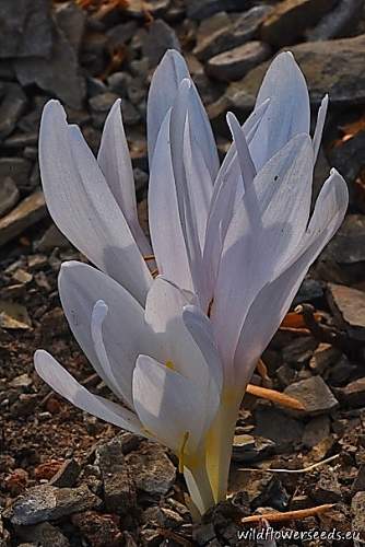 Colchicum decaisnei