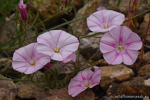 Convolvulus cantabrica