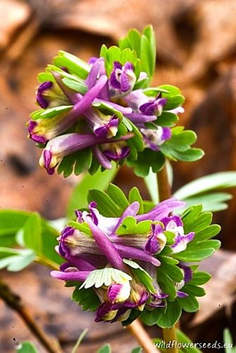 Corydalis pumila