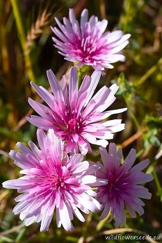 Crepis rubra