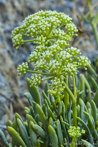 Crithmum maritimum