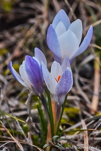 Crocus alexandrii