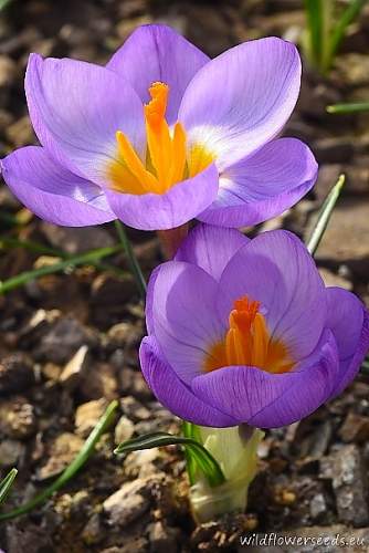 Crocus atticus