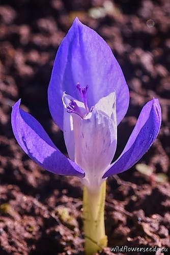 Crocus banaticus