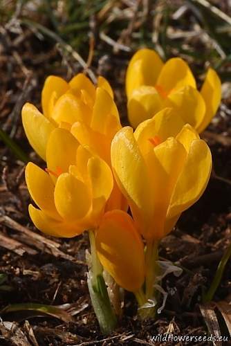 Crocus chrysanthus