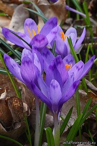 Crocus heuffelianus